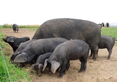 let food be your medicine, sow, piglets