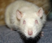 let food be your medicine, laboratory test rats