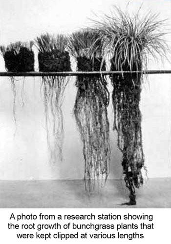 plant size vs plant roots