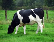 nutrient dense grass