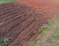 nutrient dense grass