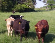 nutrient dense grass