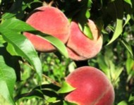 peach tree